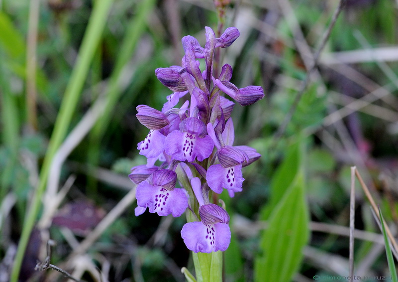 Orchidee del Chianti - Ophrys sphegodes e altre...